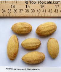 Image result for Balanitaceae