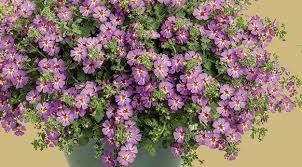 Image result for Jamesbrittenia albobadia