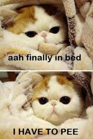 Animals Expressing Every Pregnant Women S Feelings 15 Memes Funny Animal Jokes Funny Animal Memes Animal Jokes