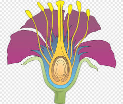 Maybe you would like to learn more about one of these? Organ Plant Reproduction Reproductive System Flower Lq Purple Leaf Png Pngegg
