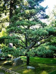 Front Flower Bed Japanese Black Pine Tree Black Pine Tree Japanese Black Pine Tree Japanese Black Pine