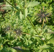 Image result for Bidens pilosa