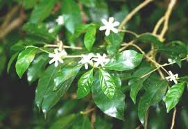 Image result for Coffea salvatrix