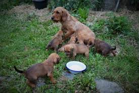 Image result for štýrský brakýř