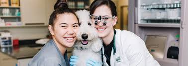 Veterinarian in honolulu offers an experience of vet care for your cat unlike any other in the state of hawaii. Opening Doors For The Best Care For Your Pets Orangeroc