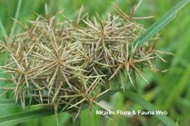 Image result for Cyclocarpa