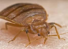 Emergency bed bug treatments are available. Commercial Residential Pest Control London Middlesex