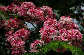 Image result for Cassia agnes