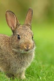 Foxy Rabbit Rabbitlove Wild Bunny Pet Rabbit Small Pets