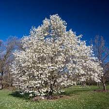 We did not find results for: Sweetbay Magnolia Trees For Sale Fastgrowingtrees Com