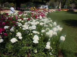 Masses Of Runanculas Queens Park Toowoomba Flowers Park