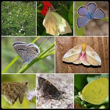 Image result for Acacia chariessa