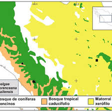 Image result for Ixora kalehensis