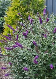 Miss Violet Butterfly Bush Buddleia In 2021 Butterfly Garden Plants Butterfly Bush Purple Plants