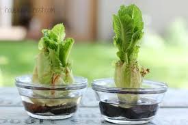 Growing hydroponic lettuce outside with no electricity. You Don T Need Soil To Grow Plants Here Are 40 Herbs And Plants That You Can Grow In Water Regrow Lettuce Regrow Vegetables Growing Food