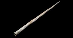 Add a photo to this gallery. Narwhal Tusks Tell A Troubling Tale Wired