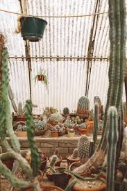 It has beautiful yellow flowers, but they only bloom one at a time over. The Best Palm Springs Cactus Garden Whimsy Soul