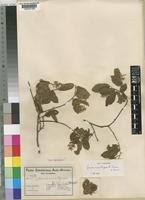 Image result for Grewia microthyrsa