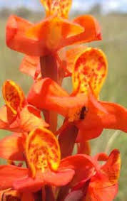 Image result for Habenaria livingstoniana