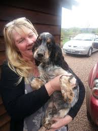 Www Pets4homes Co Uk Images Classifieds 2014 04 16 608140 Large Blue Roan And Ta Springer Spaniel Puppies English Springer Spaniel Puppy English Cocker Spaniel