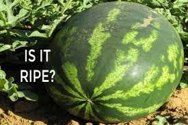 The field spot is a creamy spot on the outside, and it's where the watermelon was resting on the ground. 4 Signs Watermelon Is Ripe For Picking Empress Of Dirt