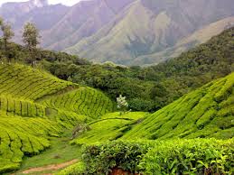 Munnar hill station is also famous for its scenic views. Tea Gardens At Munnar Kerala Tea Garden Tourist Places Munnar