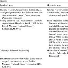 Anak 5 tahun dijual ibu untuk berhubungan badan, pembelinya ternyata ayah kandung yang tak mengakui. Pdf The Taxonomic Status Distribution And Conservation Of The Lowland Anoa Bubalus Depressicornis And Mountain Anoa Bubalus Quarlesi