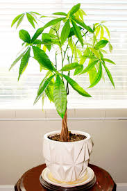 The temperature is low in winter. Money Tree Plant Care Growing Watering Flowering Propagation Plant Index