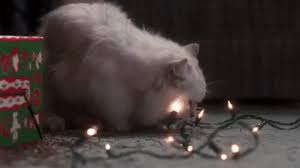 Take that same bored cat and put him around a stack of wires and you have a recipe for disaster! Cats Chewing Cable The Gear Page
