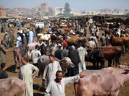 الحركة الاسلامية في السودان للاستاذ عصام مشعل الحلبوسي الكتاب في اصله رسالة ماجستير من العراق topic: ÙˆØµÙˆÙ„ 400 Ø±Ø£Ø³ Ø£Ø¨Ù‚Ø§Ø± Ù…Ù† Ø§Ù„Ø³ÙˆØ¯Ø§Ù† Ø¥Ù„Ù‰ Ø£Ø³ÙˆØ§Ù†