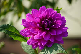 I disegni da colorare di immagini di fiori da scaricare sono un modo divertente per i bambini di tutte le età a sviluppare la creatività, mettere a fuoco le capacità motorie e riconoscimento dei colori. Immagine Colore Viola Dalie Fiore Da Vicino