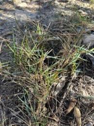 Image result for Sporobolus natalensis