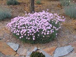 Native from europe to western asia and down to southern africa, these plants in the carnation family (caryophyllaceae) may be annual, biennial. Dianthus Baths Pink Dianthus Flowers Plants Garden Plants