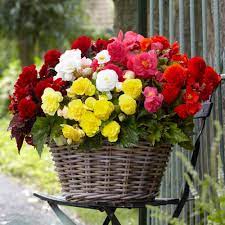Garden State Bulb Begonia Double Mixed Bulbs 28 Count Pack In 2020 Bulb Flowers Tuberous Begonia Flower Bulbs Garden