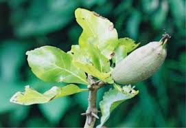 Image result for Gardenia ternifolia