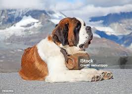 Saint Bernard Dog Stockfoto en meer beelden van Sint-Bernard