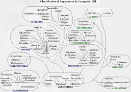 Cronquist System Of Plant Classification The Edible Plants