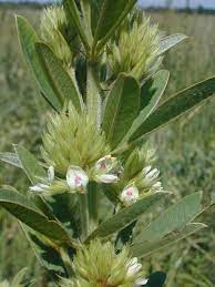 Prairie bush clover and round headed bush clover provide the only potential native genetic stock for breeding of cold tolerant bush clovers suitable for the midwest. Round Headed Bush Clover Lespedeza Capitata