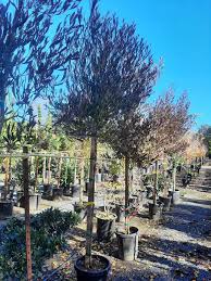 Image result for Dodonaea viscosa