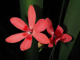 Image result for Freesia laxa