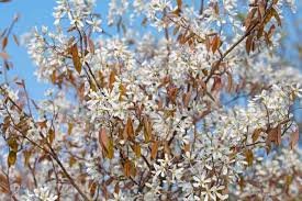Image result for Amelanchier laevis