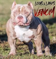 Suburban bullies is located about 30 miles north of dallas, texas within the beautiful city limits of mckinney, texas. The 1 Bully Breed Magazine Sits Down With Top Breeder Texas Size Bullies To Discuss Mascot Louis V Line S Venom Producin American Bully Bullying Bully Breeds