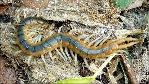 Check spelling or type a new query. Centipede Hemiscolopendra Marginata Centipede Florida Blue Habitats