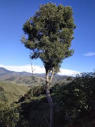 Image result for Lauraceae