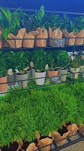 Trader Joe S Plants Outdoor Decor Outdoor Furniture Sets Outdoor