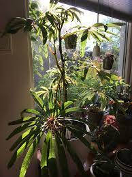 Pin On Begonia