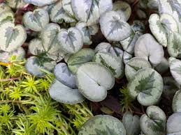 Image result for Cyclamen parviflorum