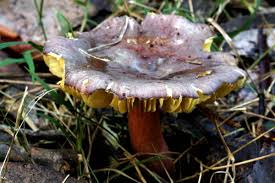 Image result for Russula mariae