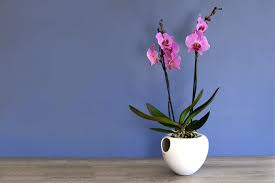 Check spelling or type a new query. How The Eva Solo Orchid Pot Turns You Into An Orchid Hero