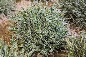 Image result for Ficinia